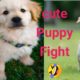 Cute baby animals Videos Compilation cutest moment of the animals - Cutest Puppies| #AnimalZooTube