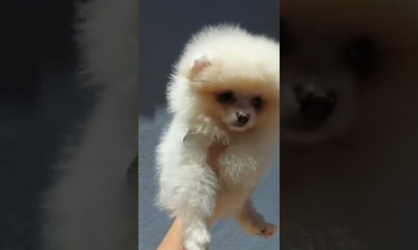 cutest puppies funny 🤣 video 😂 #shorts #dog #animal