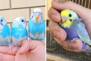 Baby Animals 🔴 Funny Parrots and Cute Birds Compilation (2022) Loros Adorables Recopilación #6