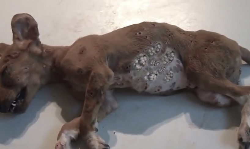 Removing Monster Mango worms From Helpless Dog! Animal Rescue Video 2022 #67