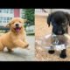 Baby Animals 🔴 30 Minutes of Funny Cats and Dogs Videos 2021 Perros y Gatos Recopilación #18
