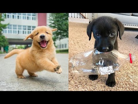 Baby Animals 🔴 30 Minutes of Funny Cats and Dogs Videos 2021 Perros y Gatos Recopilación #18