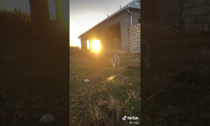 Ultimate Cutest PUPPIES & Happiest Pet of TikTok Compilation 2022