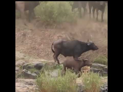 animals life 🔥 #shorts #viral #tiktok #trends #animals #video #2022 #vlog #4KAJMALKSA