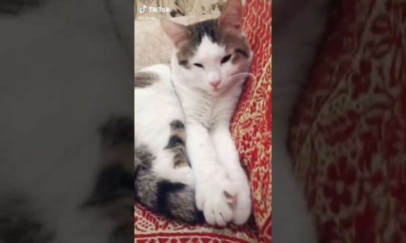 Ultimate Cutest PUPPIES & Happiest Pet of TikTok Compilation 2022