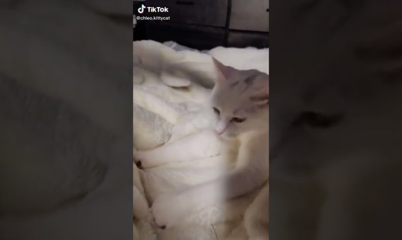 Ultimate Cutest PUPPIES & Happiest Pet of TikTok Compilation 2022