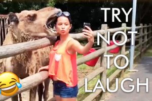 [2 HOUR] Try Not to Laugh Challenge! 😂 | Best Fails of the Week | Funny Videos | AFV Live