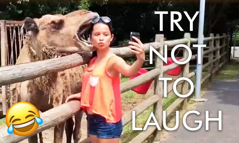 [2 HOUR] Try Not to Laugh Challenge! 😂 | Best Fails of the Week | Funny Videos | AFV Live