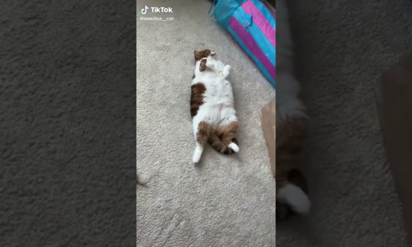 Ultimate Cutest PUPPIES & Happiest Pet of TikTok Compilation 2022