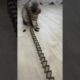 Cute Cat Playing A Game #funnycats #cutecats #cutecat #animals #babycat