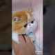 Ultimate Cutest PUPPIES & Happiest Pet of TikTok Compilation 2022