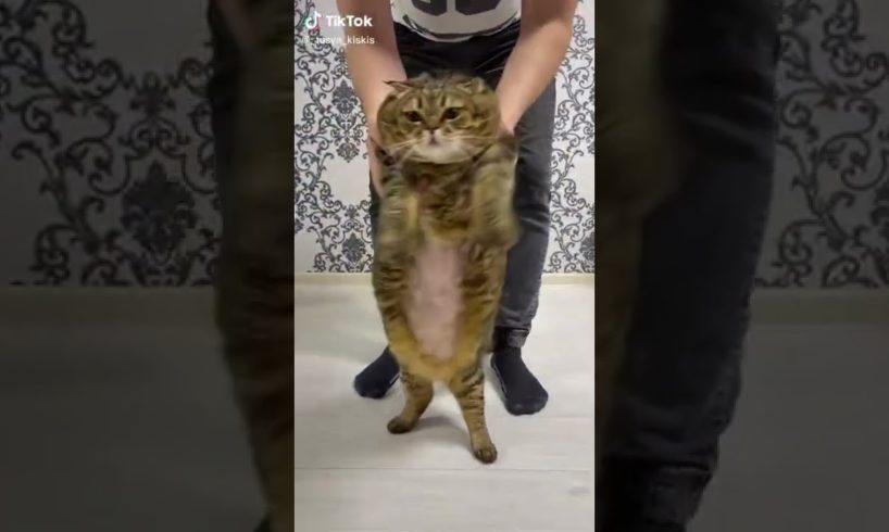 Ultimate Cutest PUPPIES & Happiest Pet of TikTok Compilation 2022