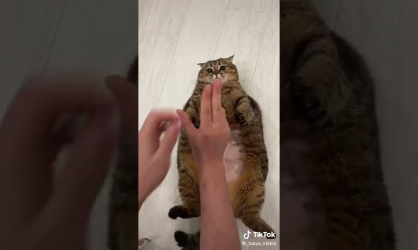 Ultimate Cutest PUPPIES & Happiest Pet of TikTok Compilation 2022