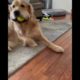 Cute Puppies Doing Funny Things 2022 🐶 Cutest Dogs Compilation