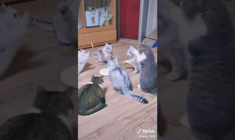 Ultimate Cutest PUPPIES & Happiest Pet of TikTok Compilation 2022