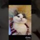 Ultimate Cutest PUPPIES & Happiest Pet of TikTok Compilation 2022