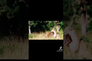 animals life 🔥 #shorts #viral #tiktok #trends #animals #video #2022 #vlog #4KAJMALKSA