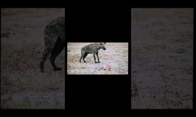 animals life 🔥 #shorts #viral #tiktok #trends #animals #video #2022 #vlog #4KAJMALKSA