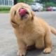 Funniest & Cutest Golden Retriever Puppies - 30 Minutes of Funny Puppy Videos 2022 #2