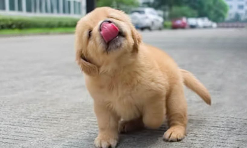 Funniest & Cutest Golden Retriever Puppies - 30 Minutes of Funny Puppy Videos 2022 #2