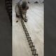 Cute Cat Playing A Game #funnycats #cutecats #cutecat #animals #babycat