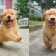 Funniest & Cutest Golden Retriever Puppies - 30 Minutes of Funny Puppy Videos 2021 #5