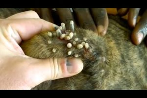 Removing Monster Mango worms From Helpless Dog! Animal Rescue Video 2022 #70