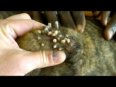 Removing Monster Mango worms From Helpless Dog! Animal Rescue Video 2022 #70