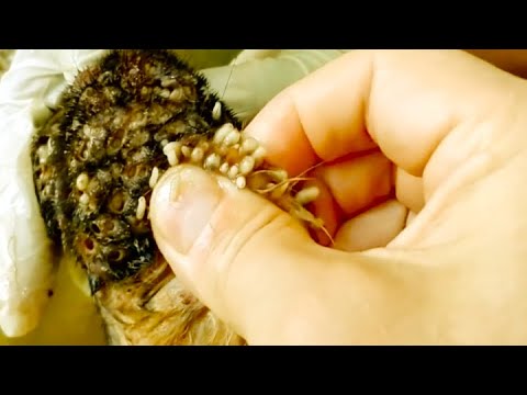Removing Monster Mango worms From Helpless Dog! Animal Rescue Video 2022 #72