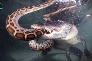 Crocodile Fights and Eats Snake - Animal Fighting | Wild Animal Life