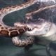 Crocodile Fights and Eats Snake - Animal Fighting | Wild Animal Life