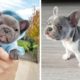 Funny and Cute French Bulldog Puppies Compilation - Cutest French Bulldog #40