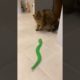 Cute Cat Playing Game #funnycats #cutecats #cutecat #animals #babycat