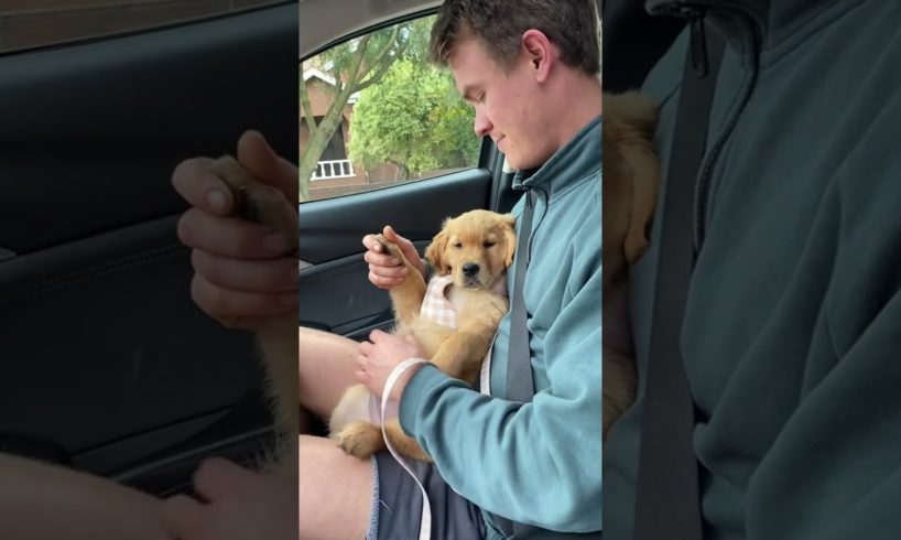 The cutest puppies in the world 😍 #puppies #cutepuppies #shorts