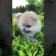 Cute baby animals Videos Compilation cutest moment of the animals - Cutest Puppies #2