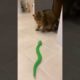 Cute Cat Playing Game #funnycats #cutecats #cutecat #animals #babycat