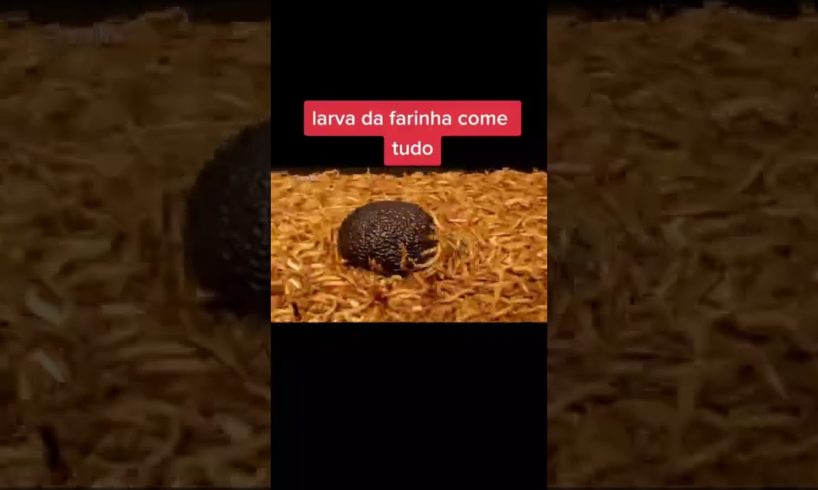 animals life 🔥 #shorts #viral #tiktok #trends #animals #video #2022 #vlog #4KAJMALKSA