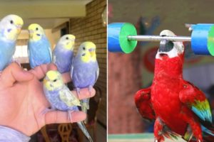 Baby Animals 🔴 Funny Parrots and Cute Birds Compilation (2022) Loros Adorables Recopilación #11