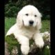 2 Hours of the Cutest Puppies in HD - Anti Anxiety, Calming and Fun! With Music