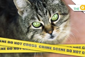 3 Animals That Solve Crimes