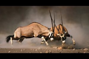 30 CRAZIEST ANIMAL FIGHTS CAUGHT ON CAMERA!