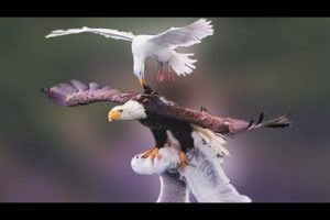 35 Most Epic Bird Battles Recorded On Camera!