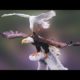 35 Most Epic Bird Battles Recorded On Camera!