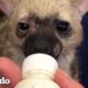 'Mini hiena' agradece a su salvador antes de correr a la naturaleza | El Dodo