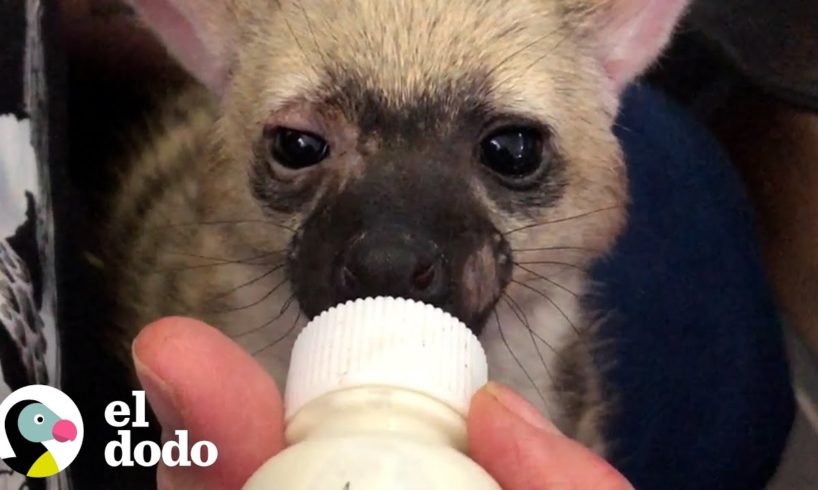 'Mini hiena' agradece a su salvador antes de correr a la naturaleza | El Dodo