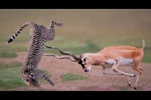 4 most Craziest Animal Fights in the Animal Kingdom mouse ,rooster ,dog