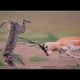 4 most Craziest Animal Fights in the Animal Kingdom mouse ,rooster ,dog