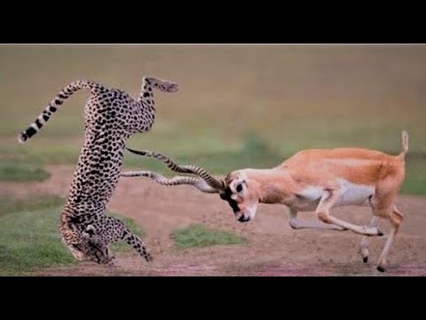 4 most Craziest Animal Fights in the Animal Kingdom mouse ,rooster ,dog
