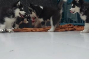 45 Days Old Puppies|Husky Family|Cutest Puppies|Siberian Husky|#cute|#siberianhusky|#entertainment