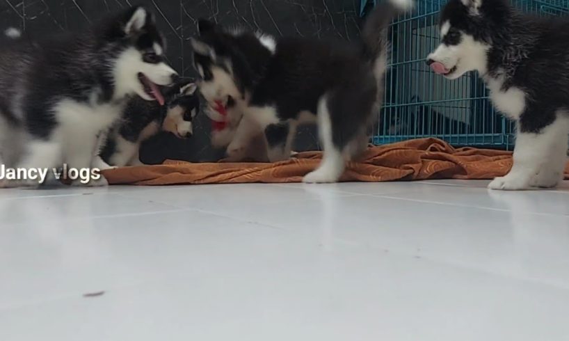 45 Days Old Puppies|Husky Family|Cutest Puppies|Siberian Husky|#cute|#siberianhusky|#entertainment